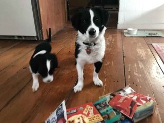 Dog Treat Packaging